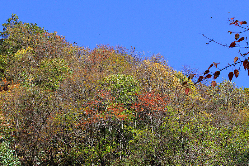 秦岭 087_副本.jpg