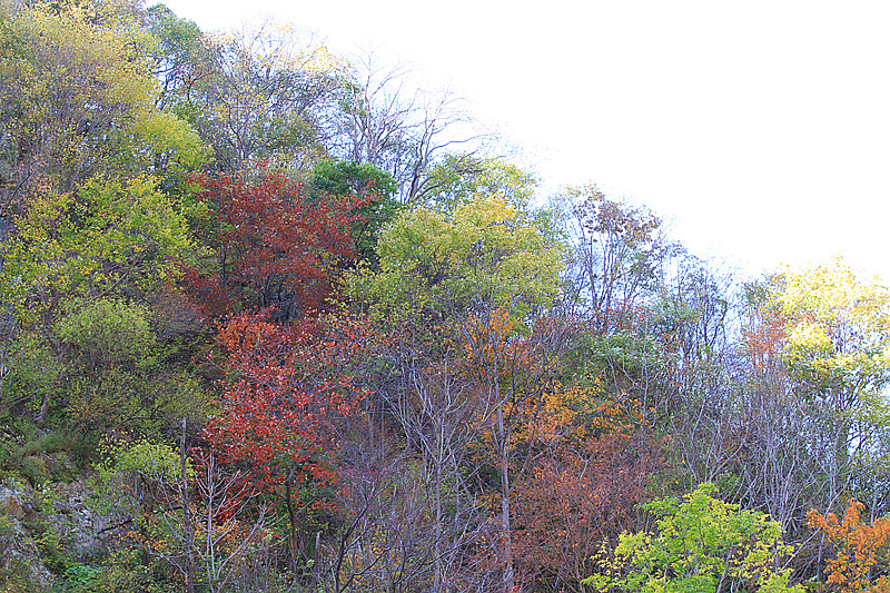 秦岭 089_副本.jpg