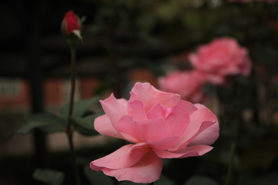 IMG_4140_调整大小.JPG