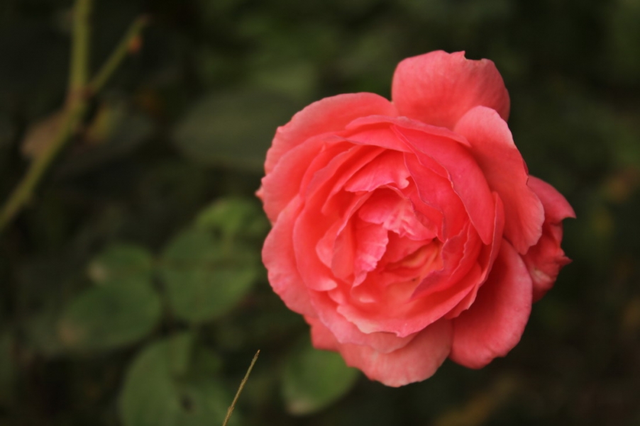 IMG_4157_调整大小.JPG