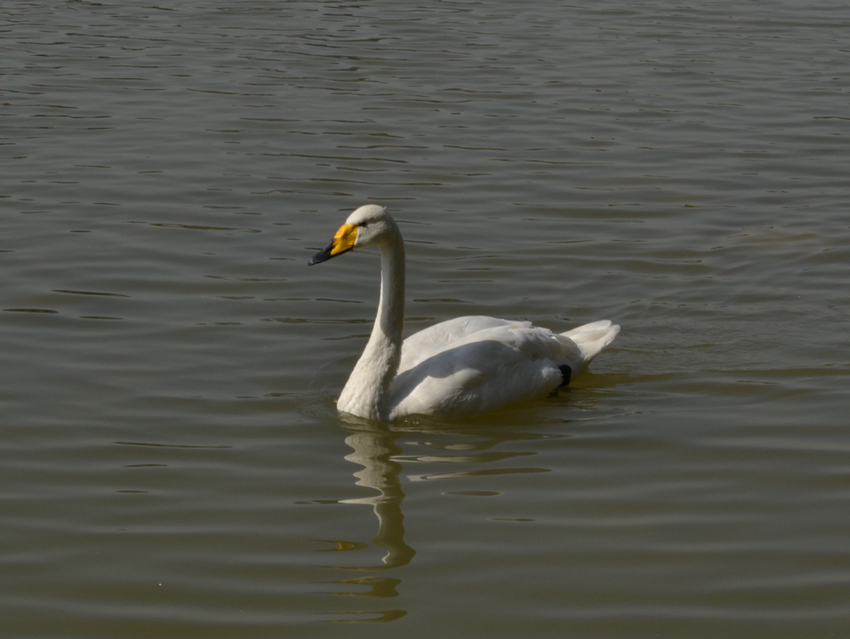 DSC_0077.jpg