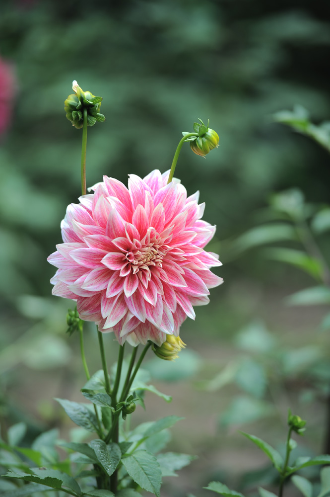 DSC_8223.JPG