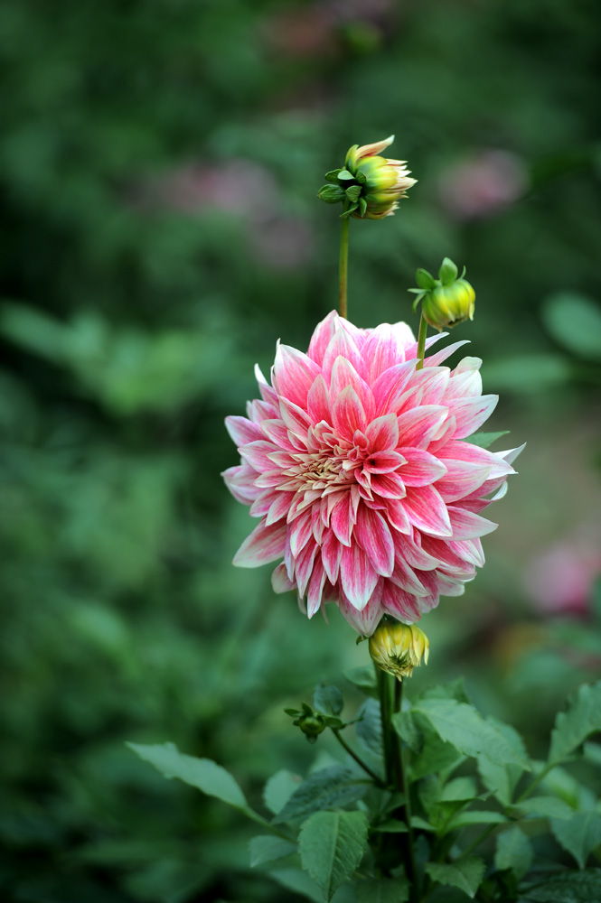 DSC_8225.JPG