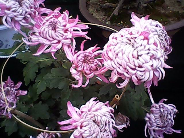 菊花
