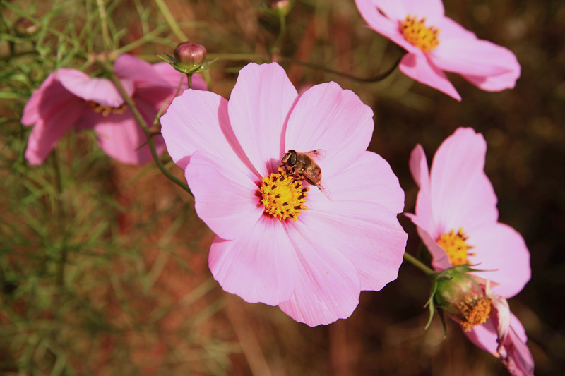 秦岭 044_副本.jpg