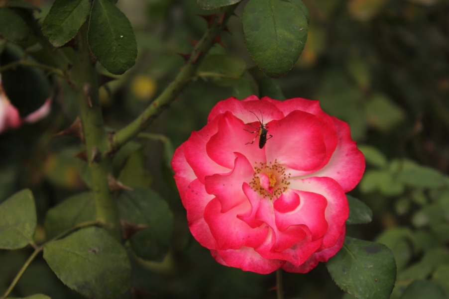 IMG_4145_调整大小.JPG