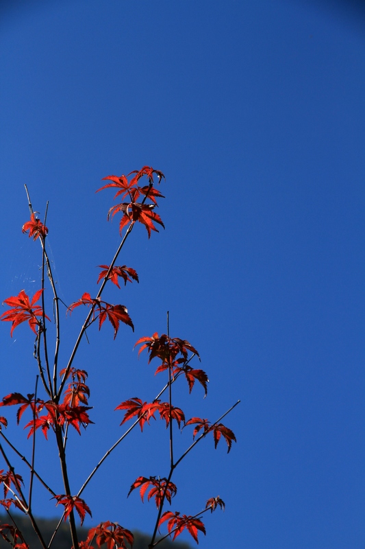 九寨，黄龙风光 062.jpg