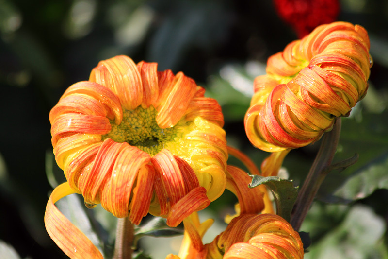 秋菊 026_副本.jpg