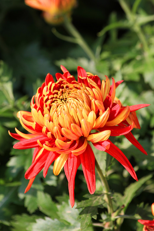 秋菊 067_副本.jpg