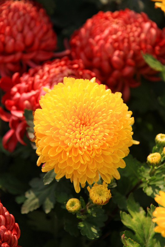 秋菊 073_副本.jpg