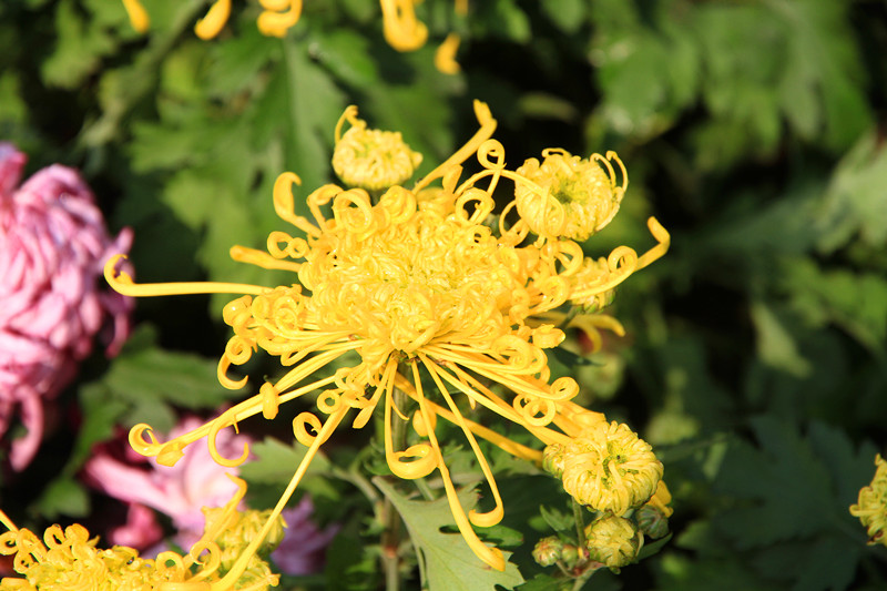 秋菊 077_副本.jpg