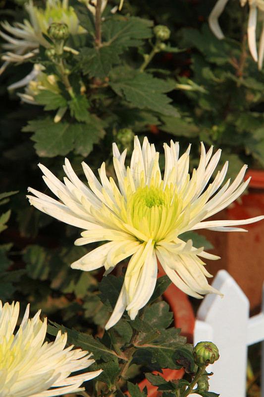 秋菊 113_副本.jpg