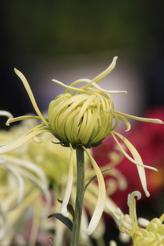 秋菊 127_副本.jpg