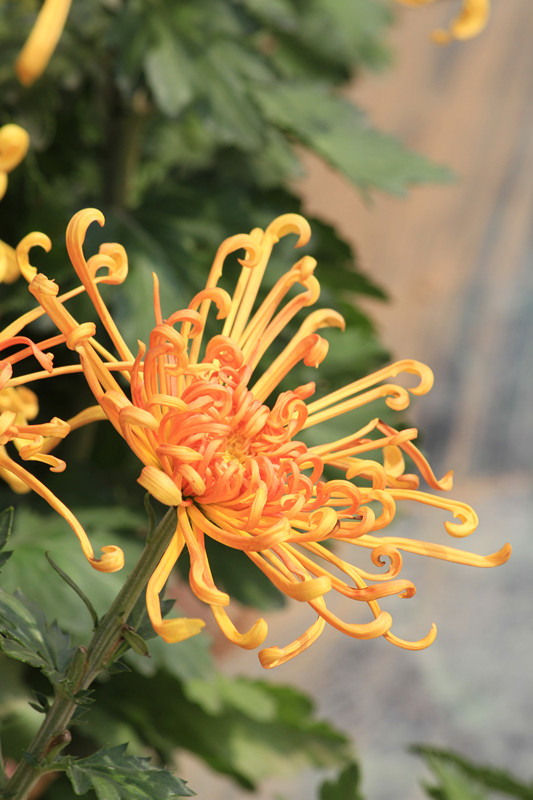 秋菊 137_副本.jpg