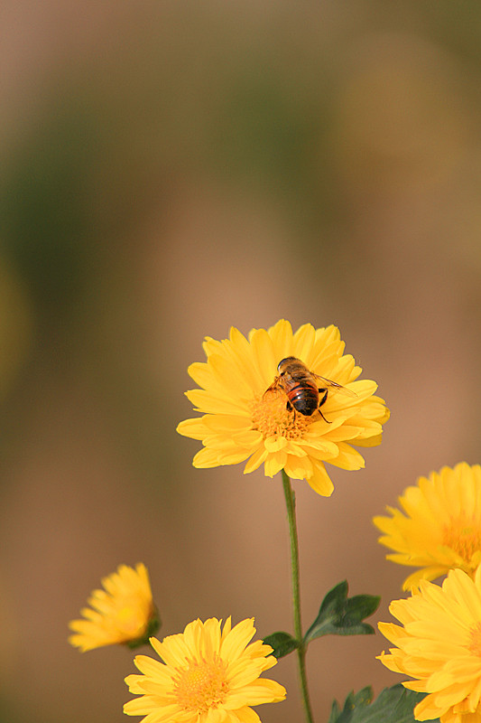 秋菊 159_副本.jpg