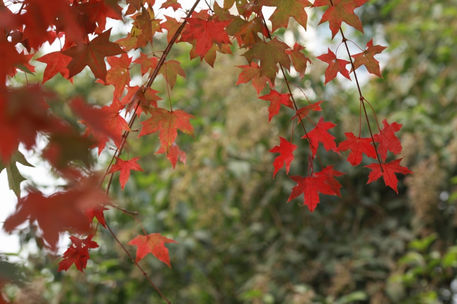 调整大小 IMG_0602.jpg