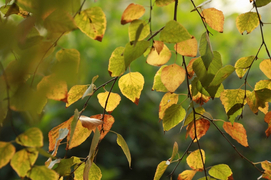 调整大小 IMG_0712.jpg