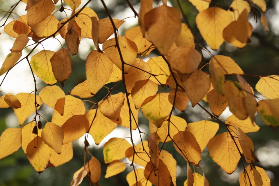 调整大小 IMG_0737.jpg