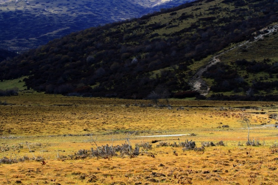 九寨，黄龙风光 278.jpg