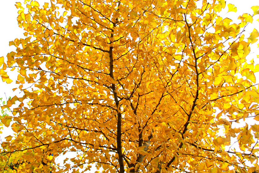 一叶知秋 025.JPG