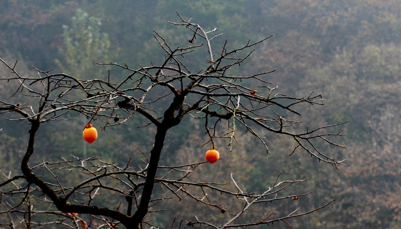 一叶知秋 095.JPG