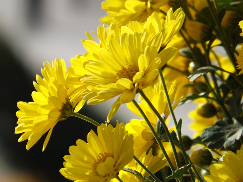 照片 009_副本.jpg