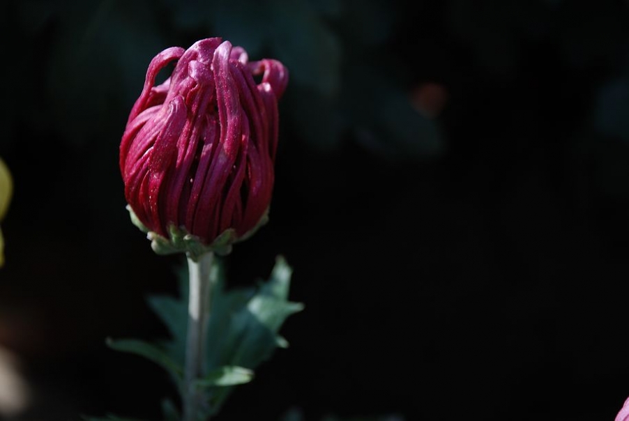 DSC_0225.JPG