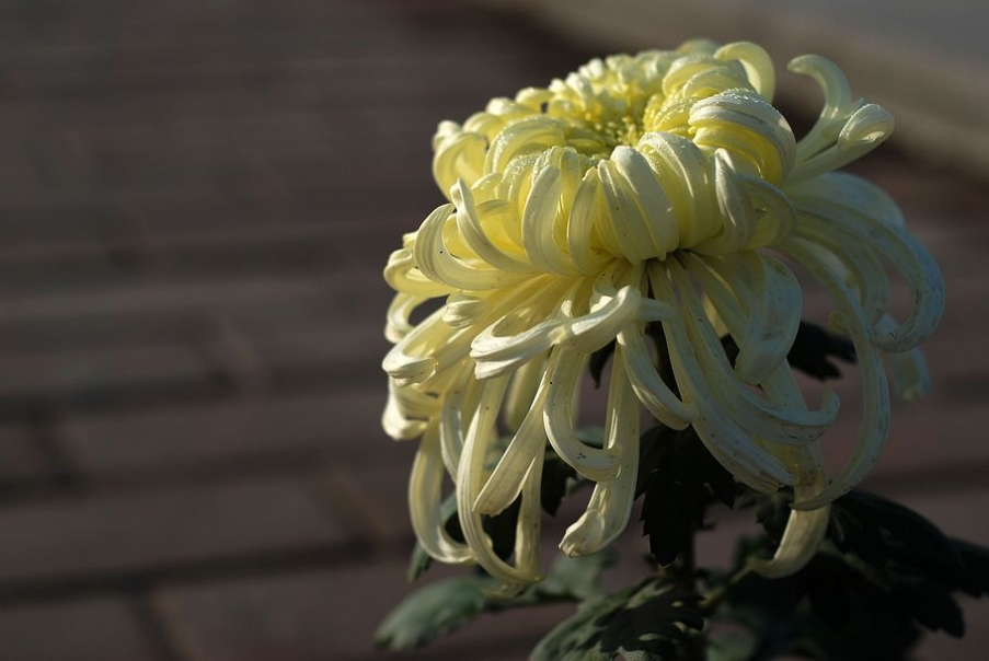 DSC_0038.JPG