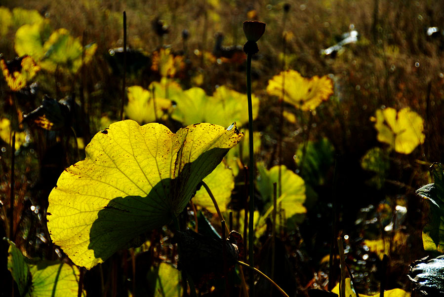 深秋荷塘 (2).JPG
