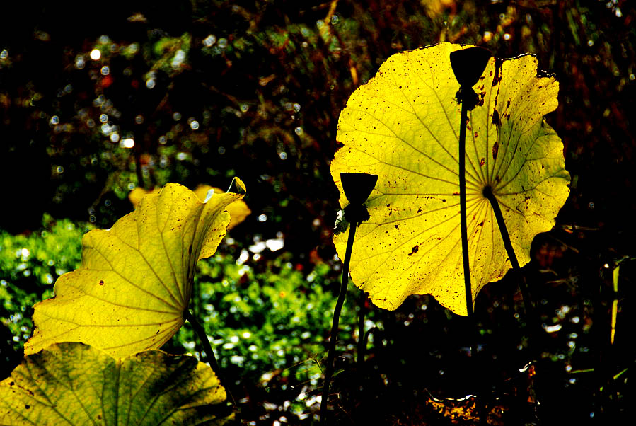 深秋荷塘 (5).JPG