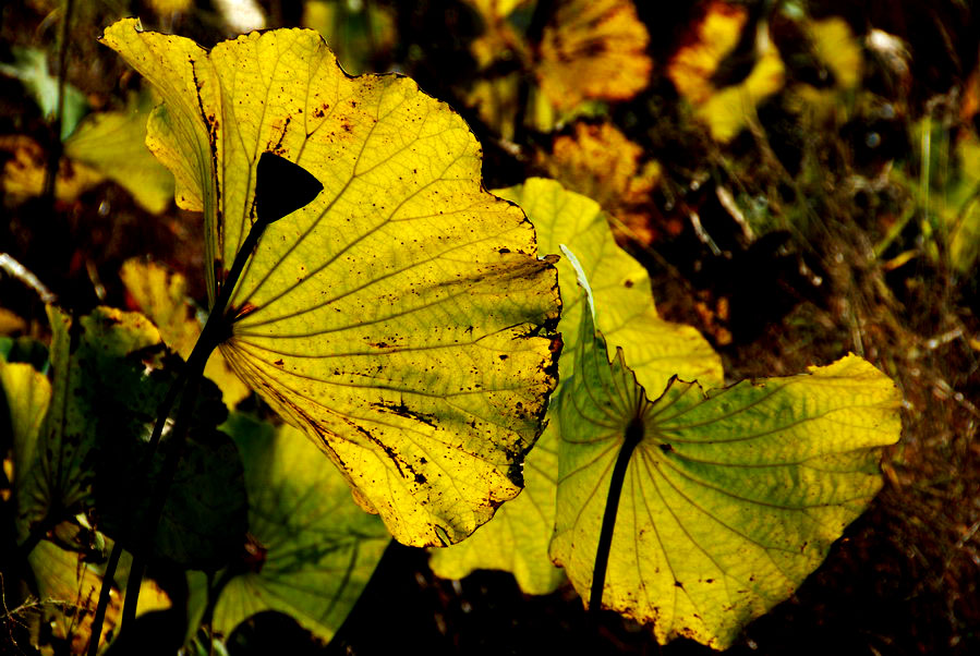 深秋荷塘 (22).JPG