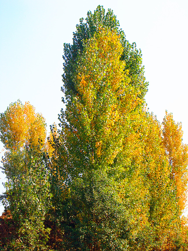 DSC09181_副本.jpg