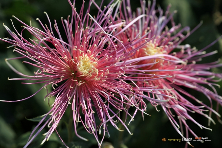 IMG_4467a - 副本.jpg