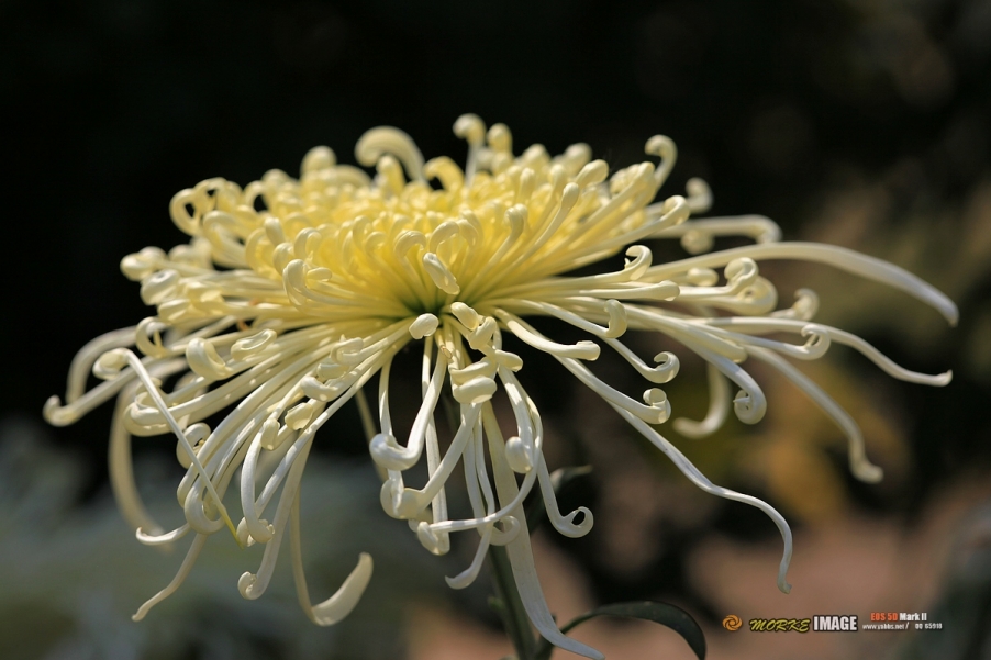 IMG_4473a - 副本.jpg