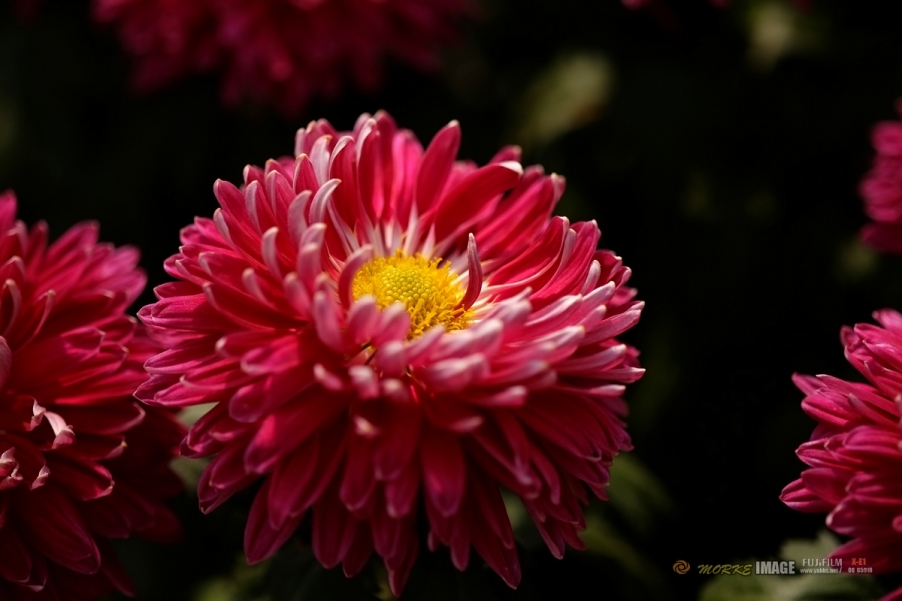 DSCF3856a - 副本.jpg