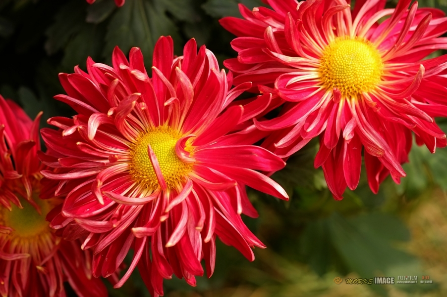 DSCF3884a - 副本.jpg