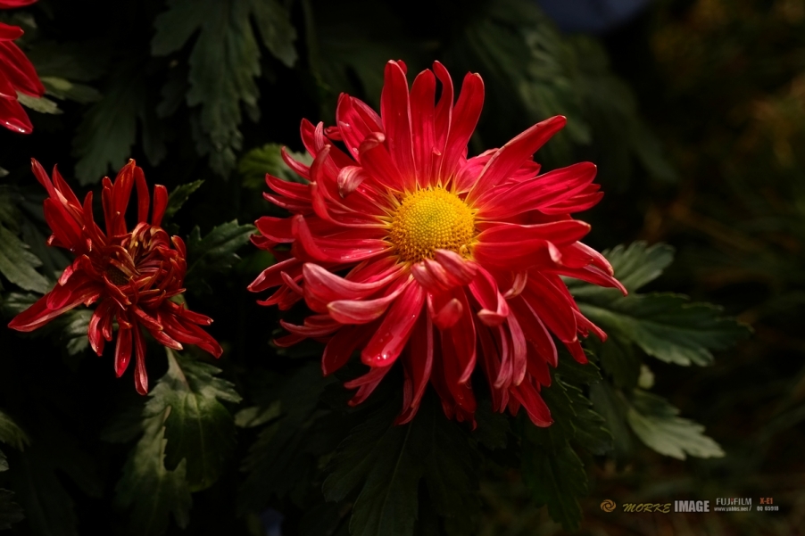 DSCF3881a - 副本.jpg