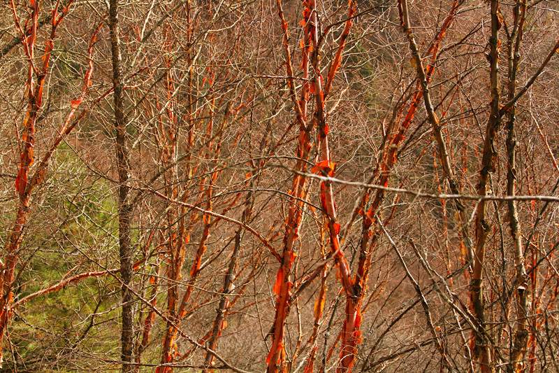 黄柏塬 484_副本.jpg