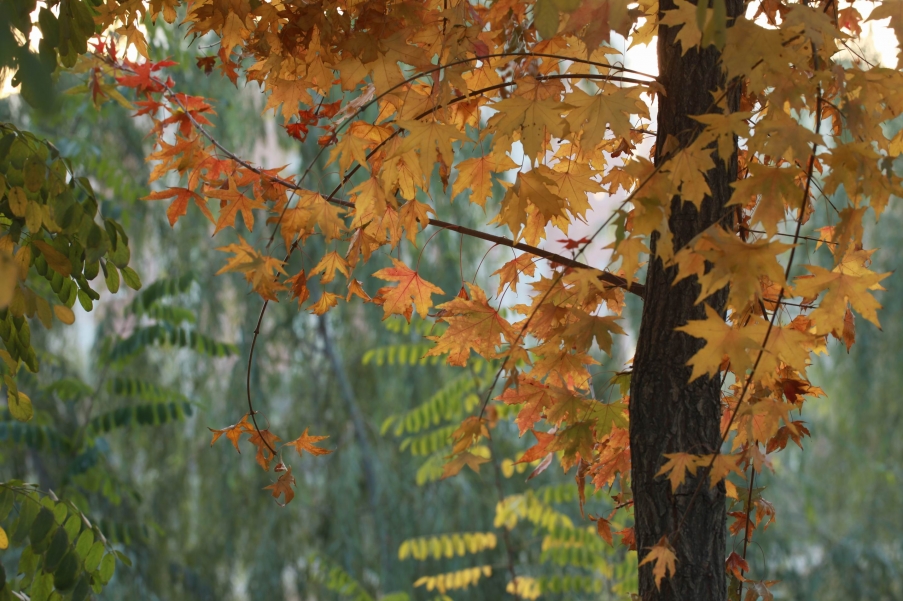 调整大小 IMG_1019.jpg