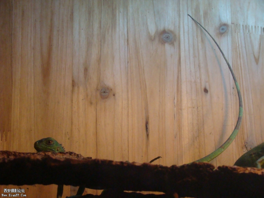 给你们看看我骄傲的尾巴~~~~~~