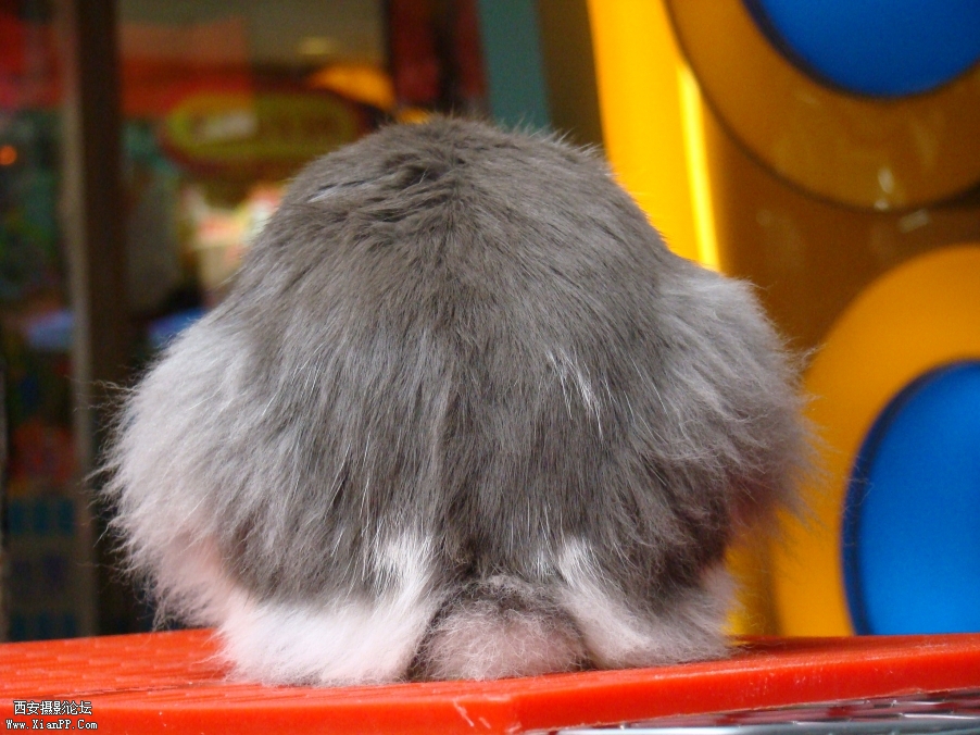 我是个粽子，我是个粽子，O(∩_∩)O哈哈哈哈~