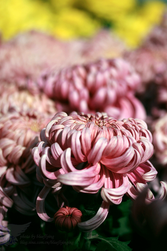 Nov03th 02 母子菊 400D摄.JPG