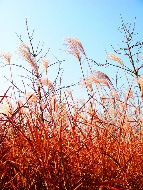 DSC09263_副本_副本.jpg