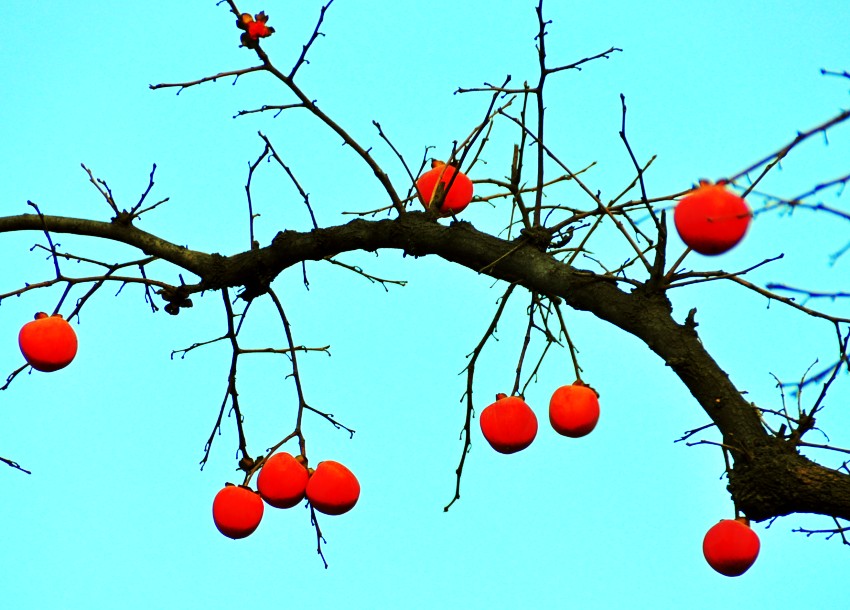 DSC_0196_conew1.jpg