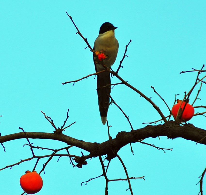 DSC_0197_conew1.jpg