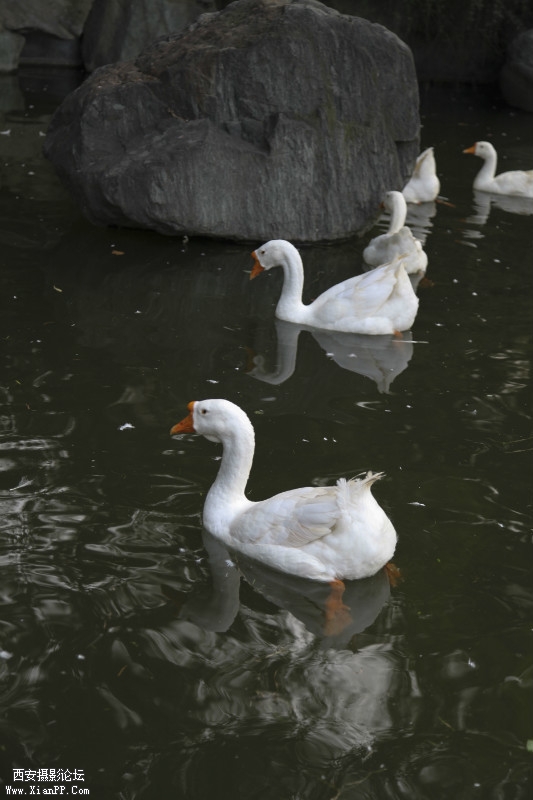 鸭子？我晕。。。。。。