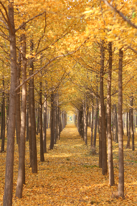 银杏 001_副本.jpg