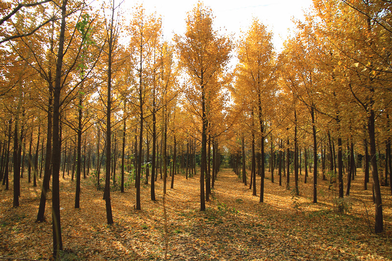 银杏 021_副本.jpg