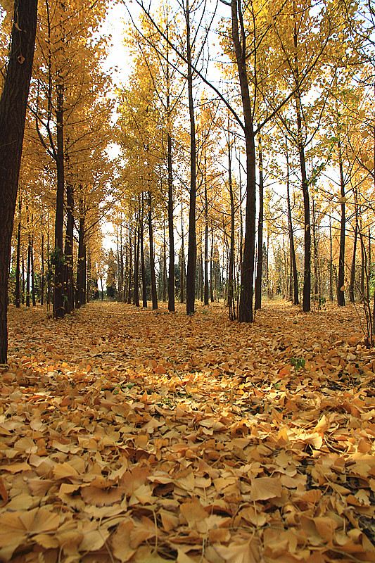 银杏 027_副本.jpg