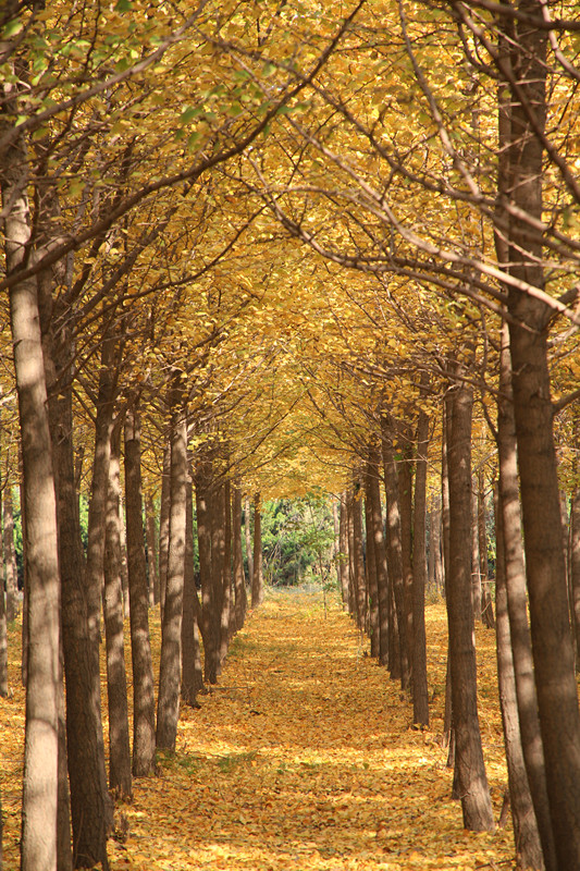 银杏 051_副本.jpg